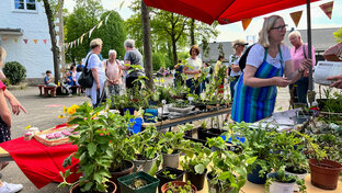 Pflanzenmarkt (Foto: Brigitte Nastansky)